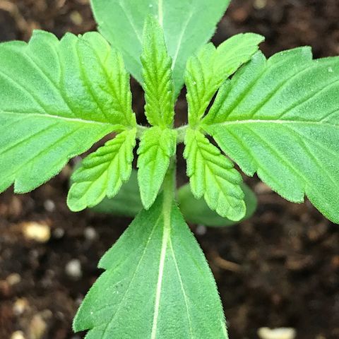 Green Crack  #1 growlog timeline photo