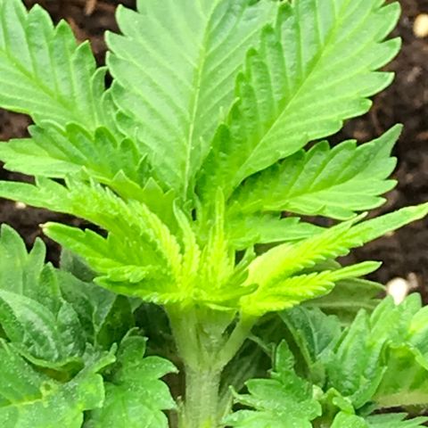 Granddaddy Black #1 growlog timeline photo