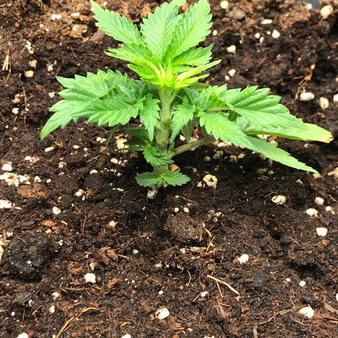 Granddaddy Black #1 growlog timeline photo