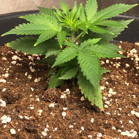 Lemon OG Kush #1 growlog timeline photo