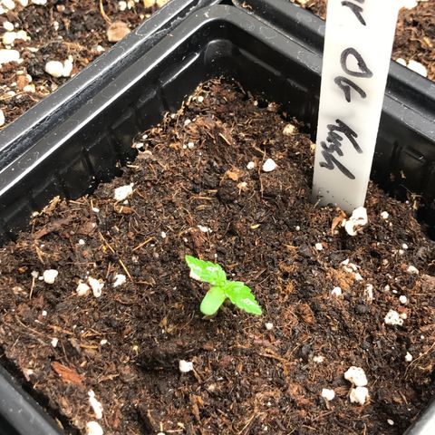 Sour OG Kush #1 growlog timeline photo
