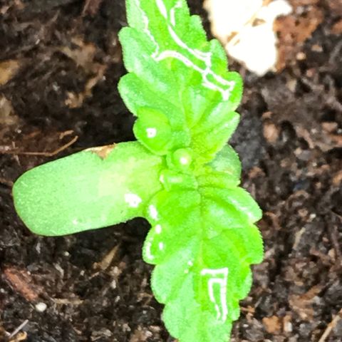 Sour OG Kush #1 growlog timeline photo