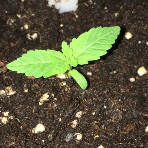 Sour OG Kush #1 growlog timeline photo
