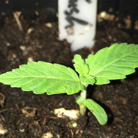 Sour OG Kush #1 growlog timeline photo