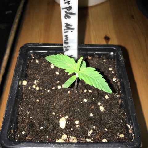 Purple Mimosa Xl Auto  #1 growlog timeline photo
