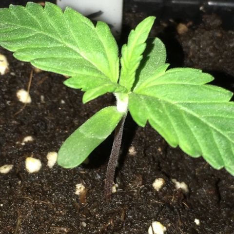 Purple Mimosa Xl Auto  #1 growlog timeline photo