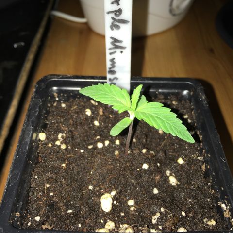 Purple Mimosa Xl Auto  #1 growlog timeline photo