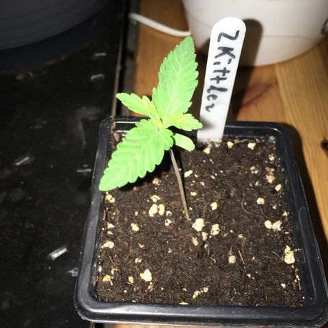 Zkittlez #1 growlog timeline photo