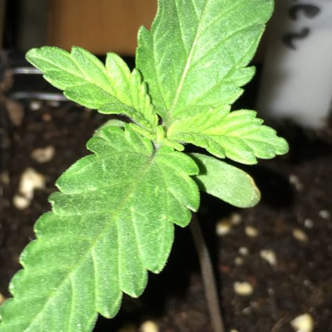 Zkittlez #1 growlog timeline photo