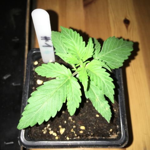 Green Crack  #1 growlog timeline photo