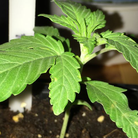 Green Crack  #1 growlog timeline photo