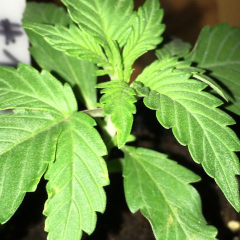 Green Crack  #1 growlog timeline photo