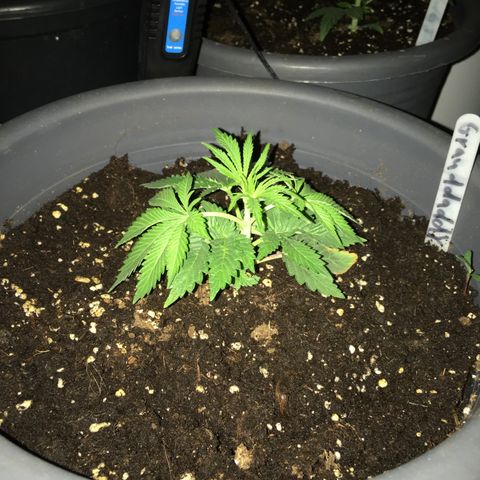 Granddaddy Black #1 growlog timeline photo