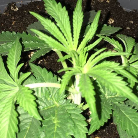 Granddaddy Black #1 growlog timeline photo