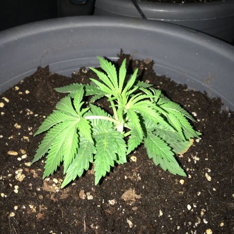 Granddaddy Black #1 growlog timeline photo