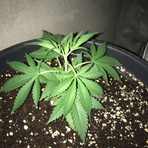 Lemon OG Kush #1 growlog timeline photo