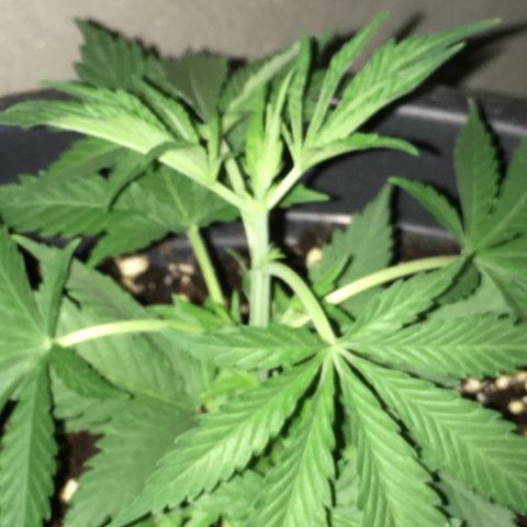 Lemon OG Kush #1 growlog timeline photo