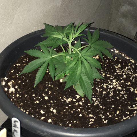 Lemon OG Kush #1 growlog timeline photo