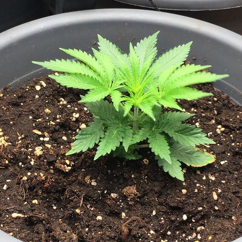 Granddaddy Black #1 growlog timeline photo