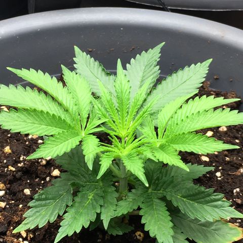 Granddaddy Black #1 growlog timeline photo