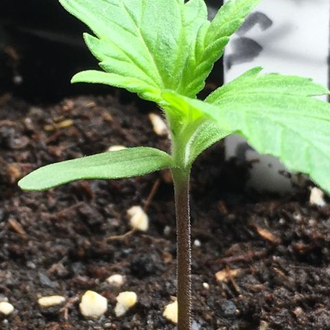 Purple Mimosa Xl Auto  #1 growlog timeline photo