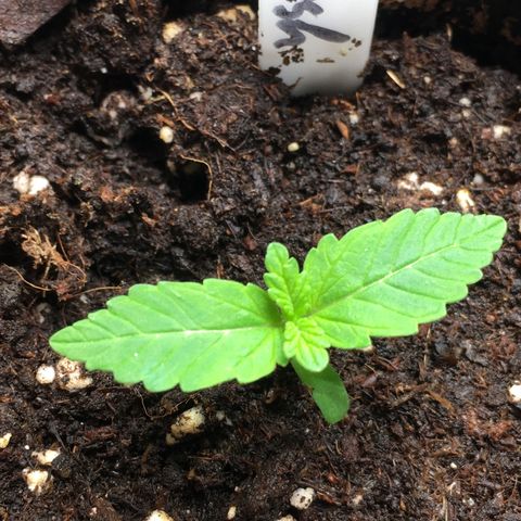 Sour OG Kush #1 growlog timeline photo