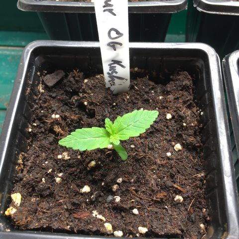 Sour OG Kush #1 growlog timeline photo