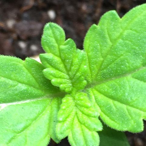 Sour OG Kush #1 growlog timeline photo