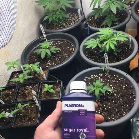 Sour OG Kush #1 growlog timeline photo