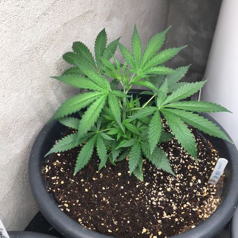 Lemon OG Kush #1 growlog timeline photo