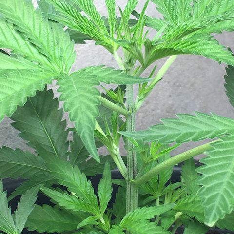 Lemon OG Kush #1 growlog timeline photo