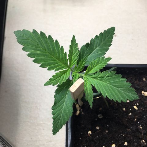 Zkittlez #1 growlog timeline photo