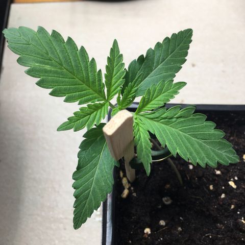 Zkittlez #1 growlog timeline photo