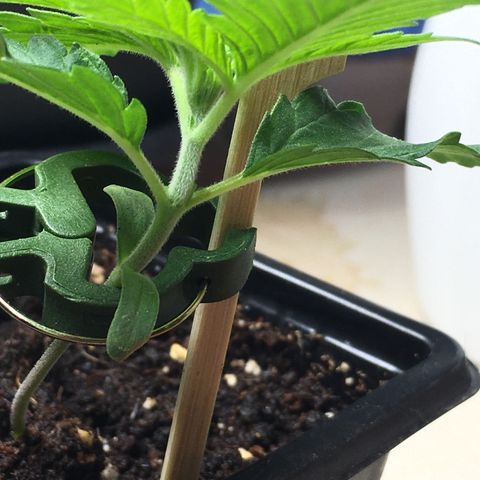 Zkittlez #1 growlog timeline photo