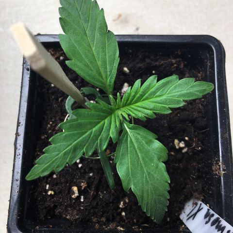Purple Mimosa Xl Auto  #1 growlog timeline photo