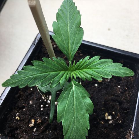 Purple Mimosa Xl Auto  #1 growlog timeline photo