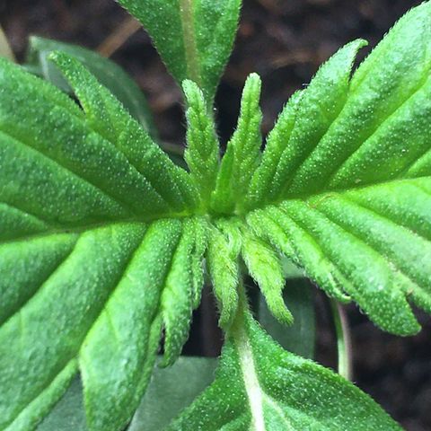 Purple Mimosa Xl Auto  #1 growlog timeline photo