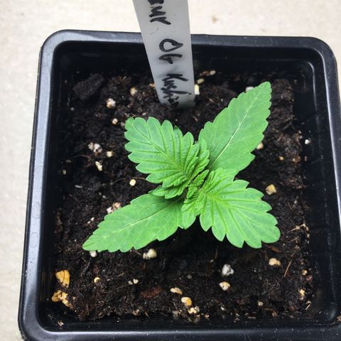 Sour OG Kush #1 growlog timeline photo