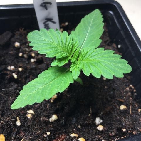 Sour OG Kush #1 growlog timeline photo