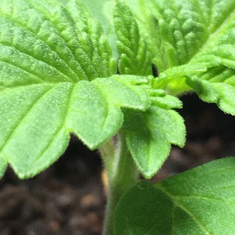 Sour OG Kush #1 growlog timeline photo