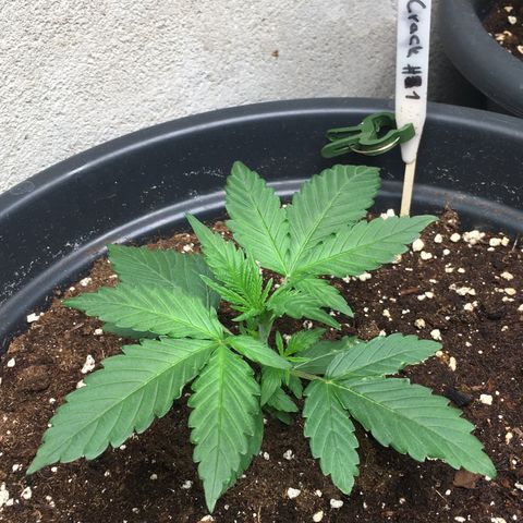 Green Crack  #1 growlog timeline photo