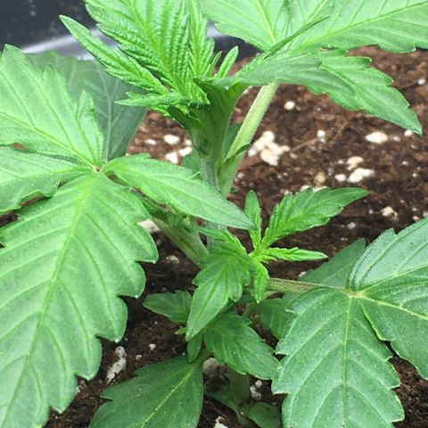 Green Crack  #1 growlog timeline photo