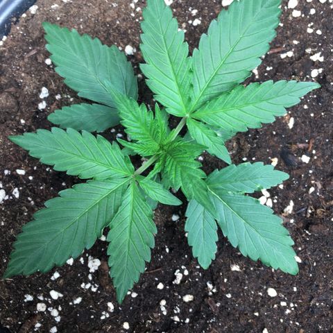 Green Crack  #1 growlog timeline photo