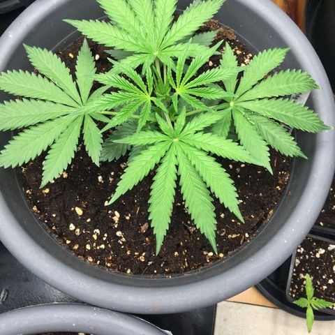 Granddaddy Black #1 growlog timeline photo