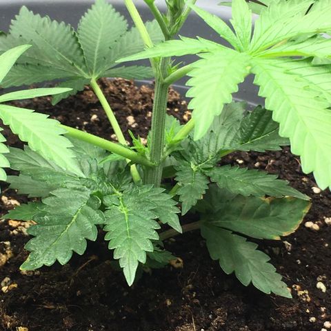 Granddaddy Black #1 growlog timeline photo