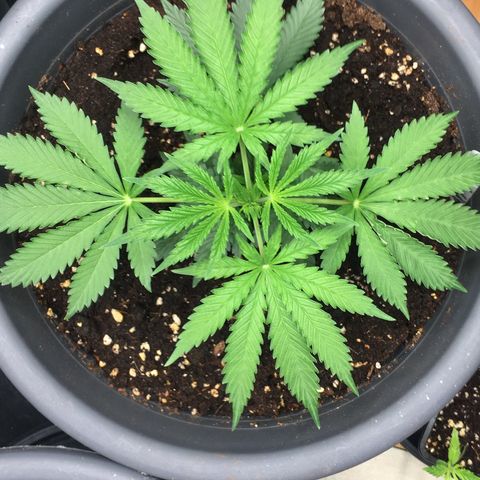 Granddaddy Black #1 growlog timeline photo