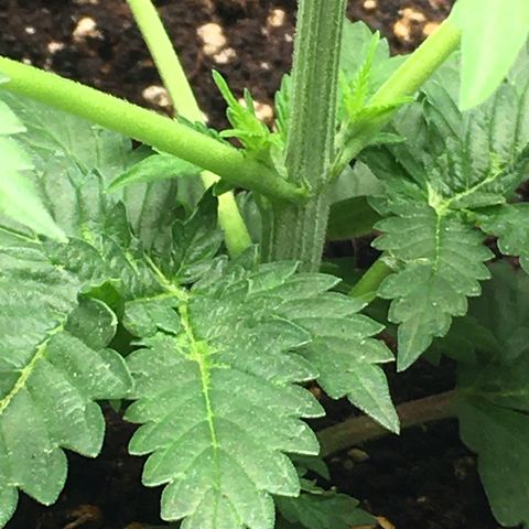 Granddaddy Black #1 growlog timeline photo