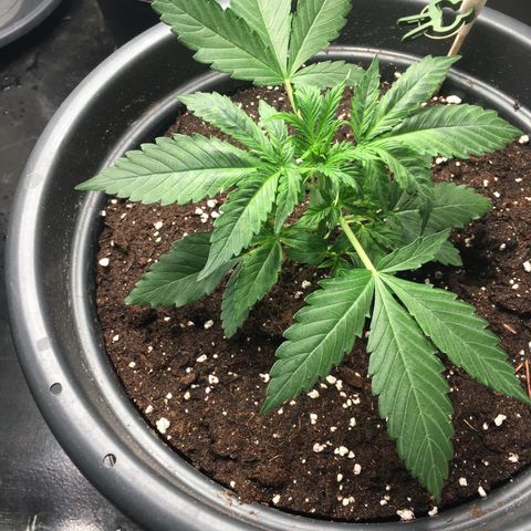Green Crack  #1 growlog photo: Leichte Anzeichen für eine Überwässerung.
Noiden Abstände 3cm.