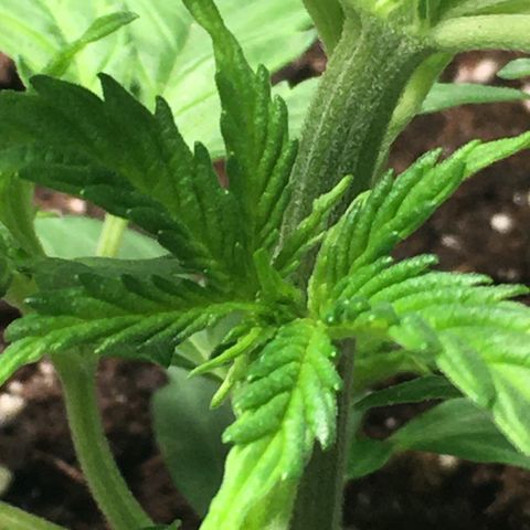 Green Crack  #1 growlog photo: Leichte Anzeichen für eine Überwässerung.
Noiden Abstände 3cm.