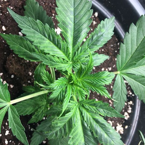 Green Crack  #1 growlog photo: Leichte Anzeichen für eine Überwässerung.
Noiden Abstände 3cm.